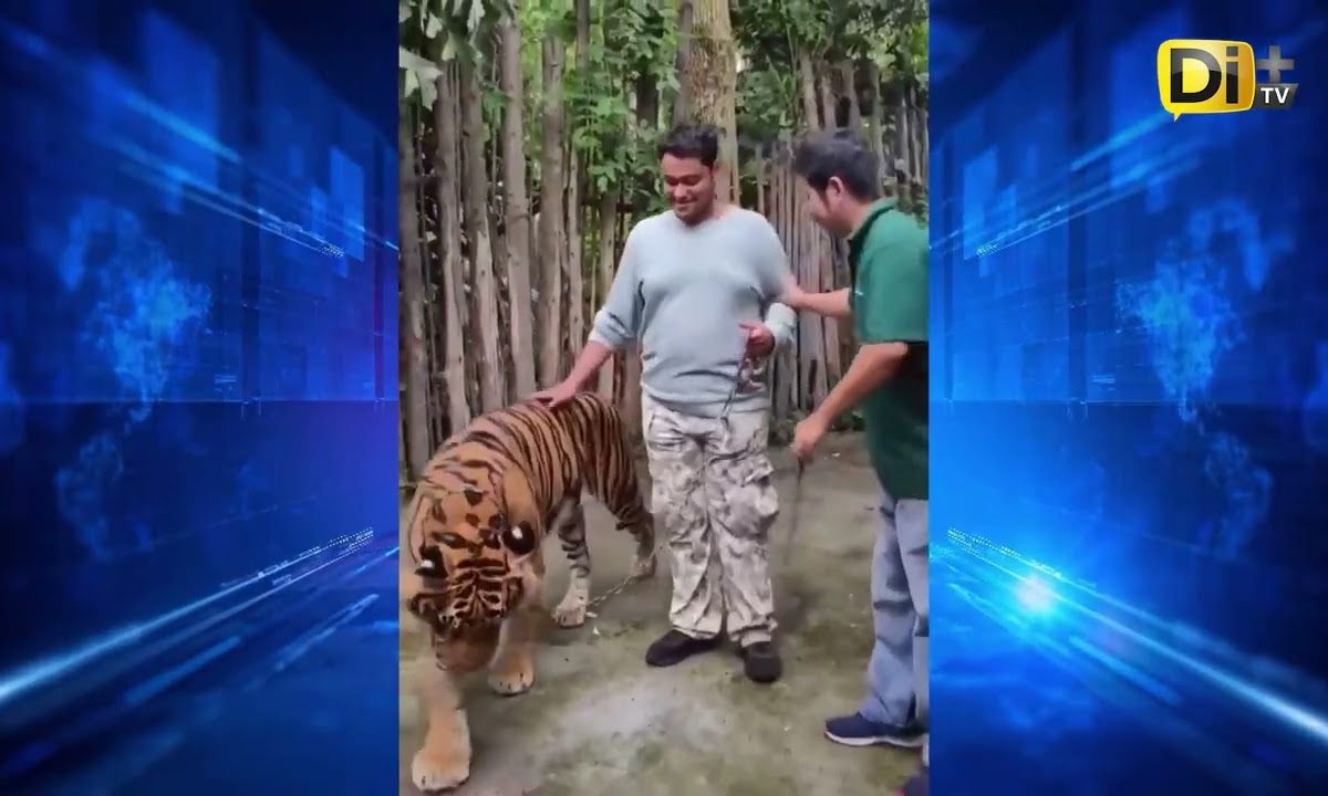 SALE MAL LA SELFIE; HOMBRE ES AGR3DID0 POR TIGRE 🐅
