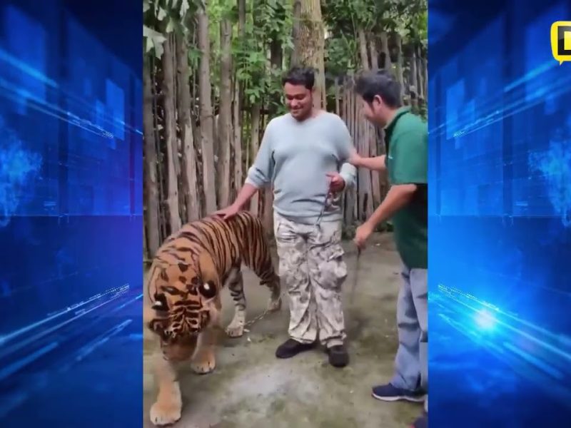 SALE MAL LA SELFIE; HOMBRE ES AGR3DID0 POR TIGRE 🐅