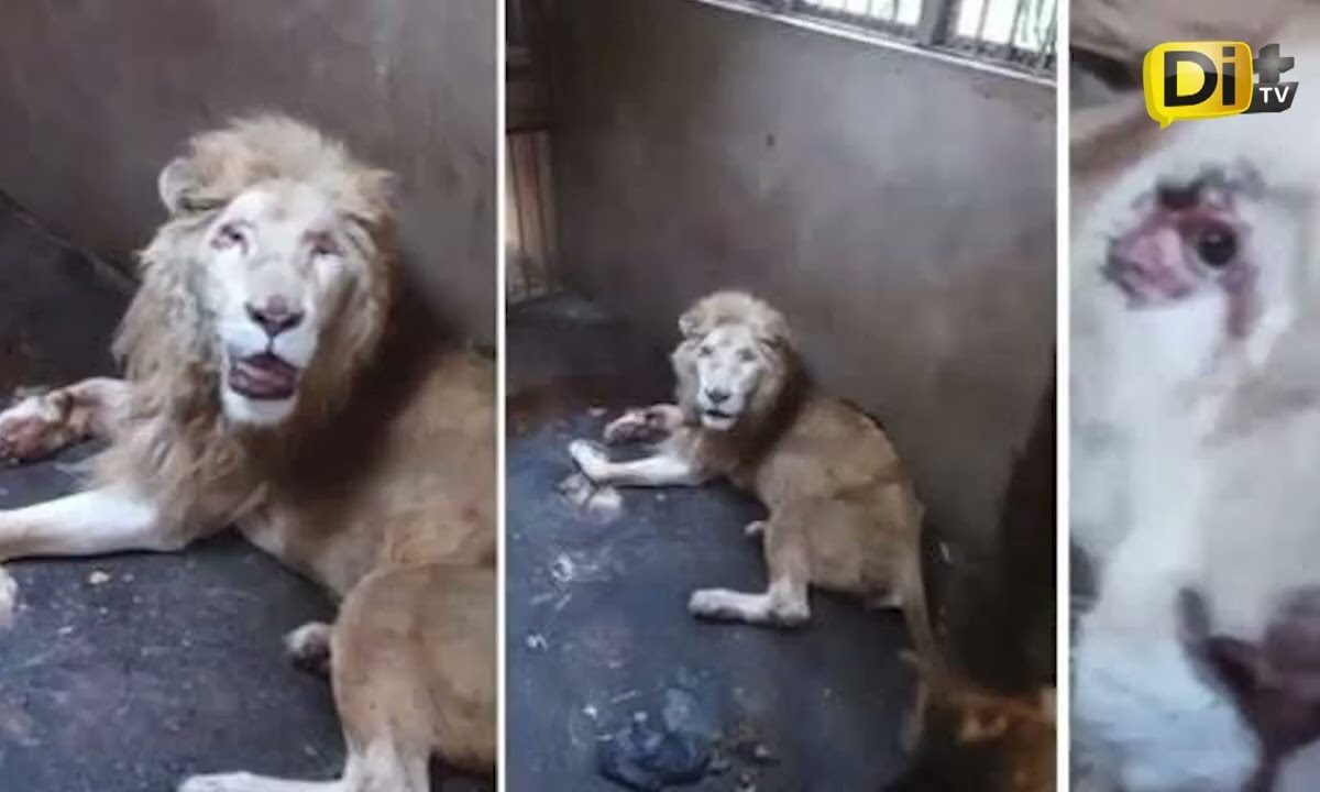 MUERE LEÓN BLANCO EN ZOOLÓGICO DE CULIACÁN