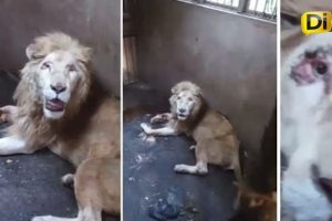 MUERE LEÓN BLANCO EN ZOOLÓGICO DE CULIACÁN