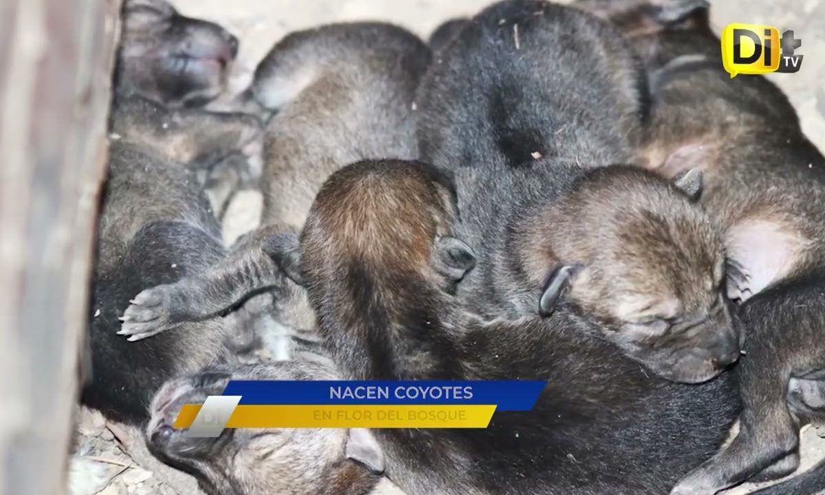 NACEN COYOTES EN PARQUE ESTATAL FLOR DEL BOSQUE