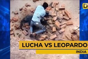 RECIBE GRATIFICACIÓN POR PELEAR VS LEOPARDO