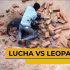 Hombre recibió gratificación por pelear contra leopardo