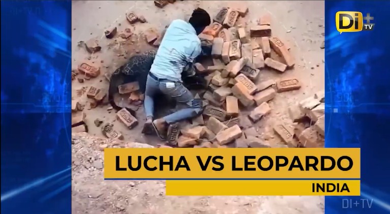 RECIBE GRATIFICACIÓN POR PELEAR VS LEOPARDO