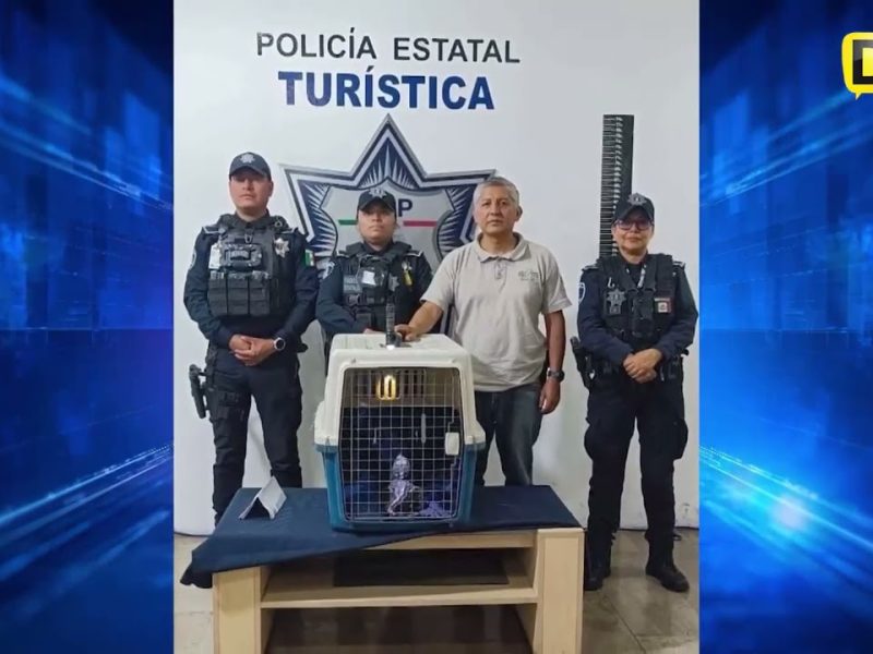 HALLAN COCODRILO EN CENTRO HISTÓRICO DE PUEBLA