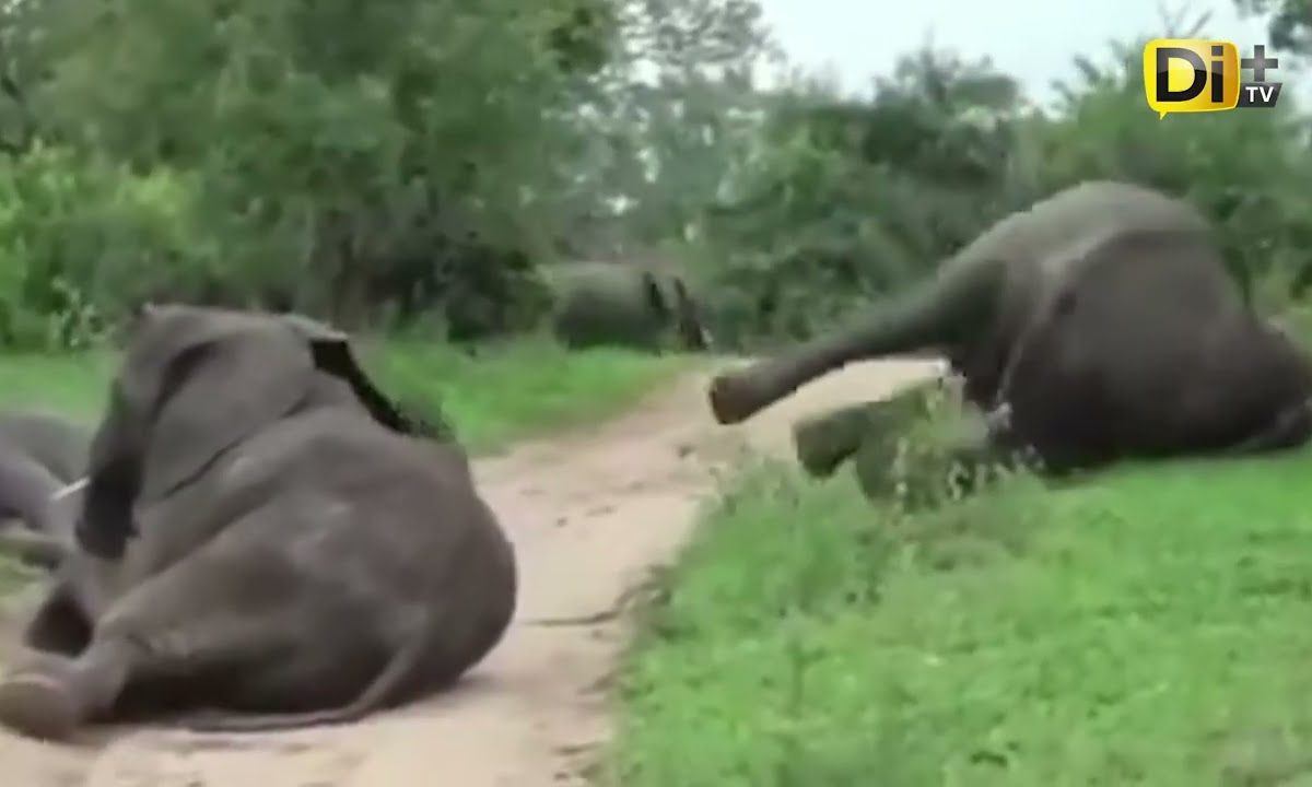 Elefantes “se 3mborr4ch4n” en Sudáfrica