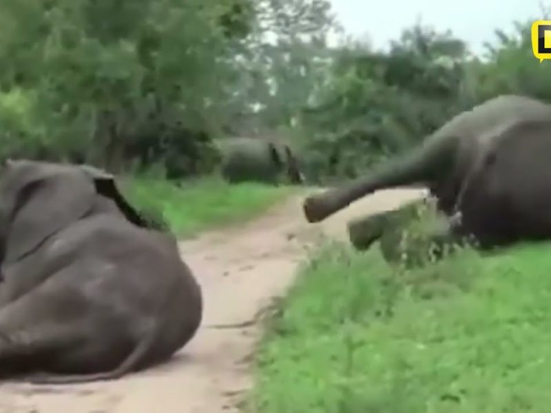 Elefantes “se 3mborr4ch4n” en Sudáfrica