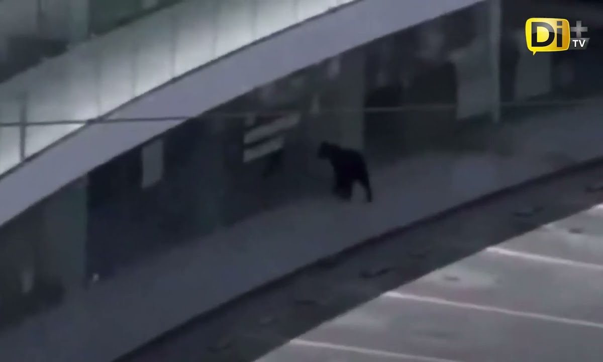 OSO RECORRE PLAZA COMERCIAL EN BUSCA DE COMIDA