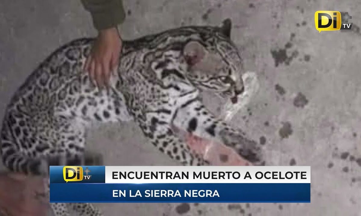 MAT4N A OCELOTE EN LA SIERRA NEGRA DE PUEBLA; ESTÁ EN PELIGRO DE EXTINCIÓN