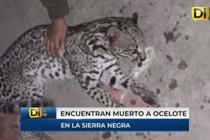 MAT4N A OCELOTE EN LA SIERRA NEGRA DE PUEBLA; ESTÁ EN PELIGRO DE EXTINCIÓN