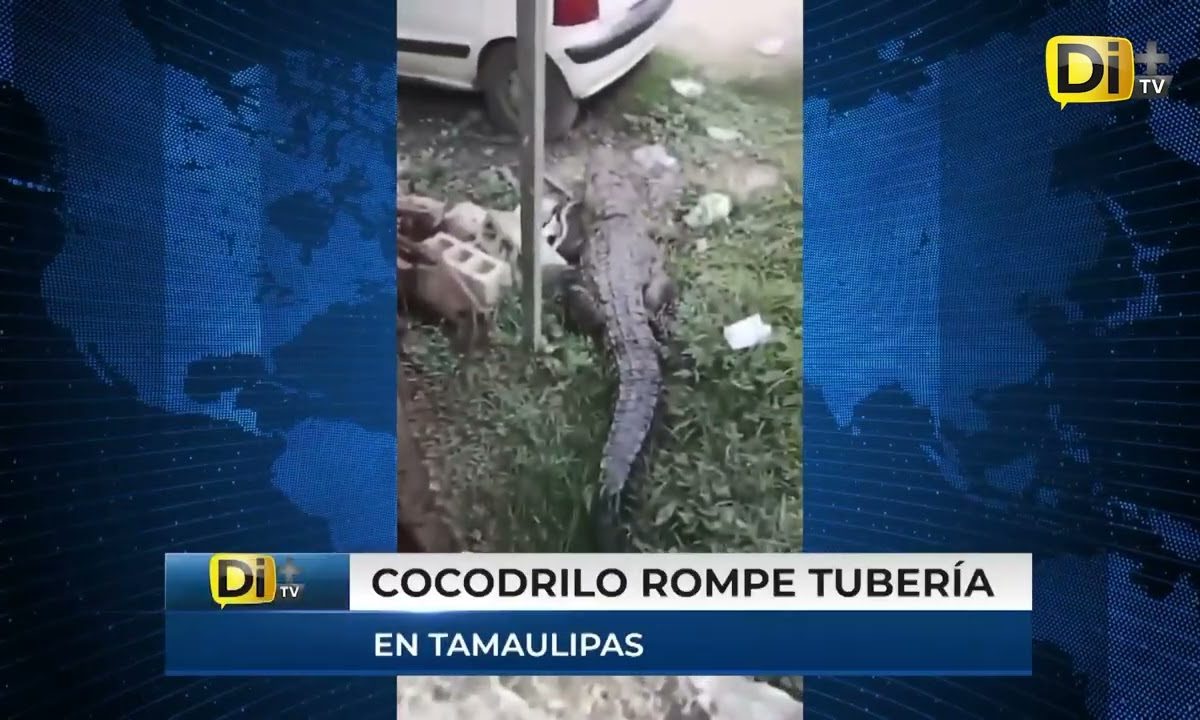¡SE COMIÓ HASTA EL GATO! UN COCODRILO ENTRA A CASA DE TAMAULIPAS