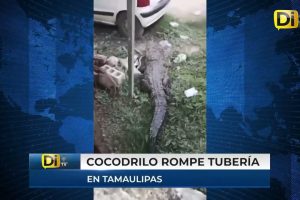 ¡SE COMIÓ HASTA EL GATO! UN COCODRILO ENTRA A CASA DE TAMAULIPAS