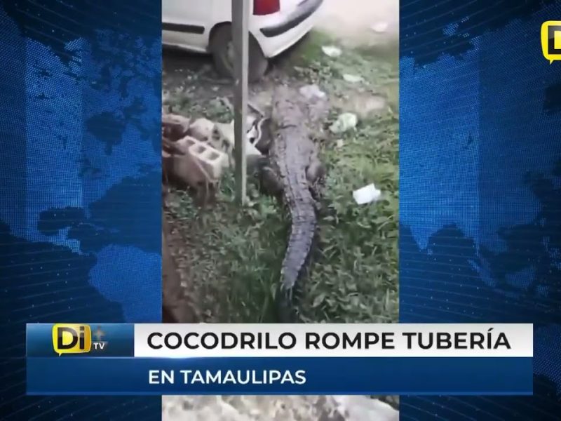 ¡SE COMIÓ HASTA EL GATO! UN COCODRILO ENTRA A CASA DE TAMAULIPAS