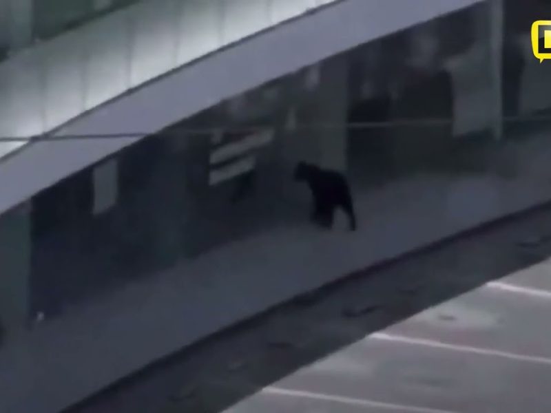 OSO RECORRE PLAZA COMERCIAL EN BUSCA DE COMIDA
