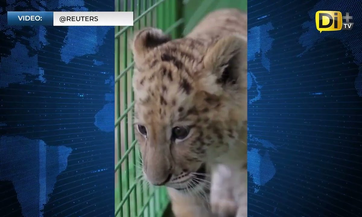 ¡TAN TIERNO! NACE “LIGRE” DE LA CRUZA DE UN LEÓN CON UNA TIGRESA