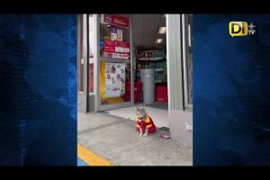 ¡TERNURITA! GATITA SE CONVIERTE EN EMPLEADA DE TIENDA DE CONVENIENCIA