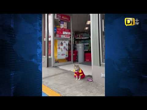 ¡TERNURITA! GATITA SE CONVIERTE EN EMPLEADA DE TIENDA DE CONVENIENCIA