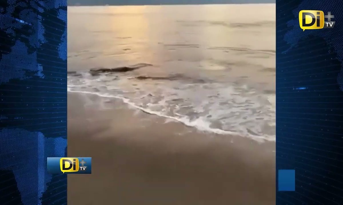 TURISTA A PUNTO DE SER ATACADO POR COCODRILO EN PUERTO VALLARTA