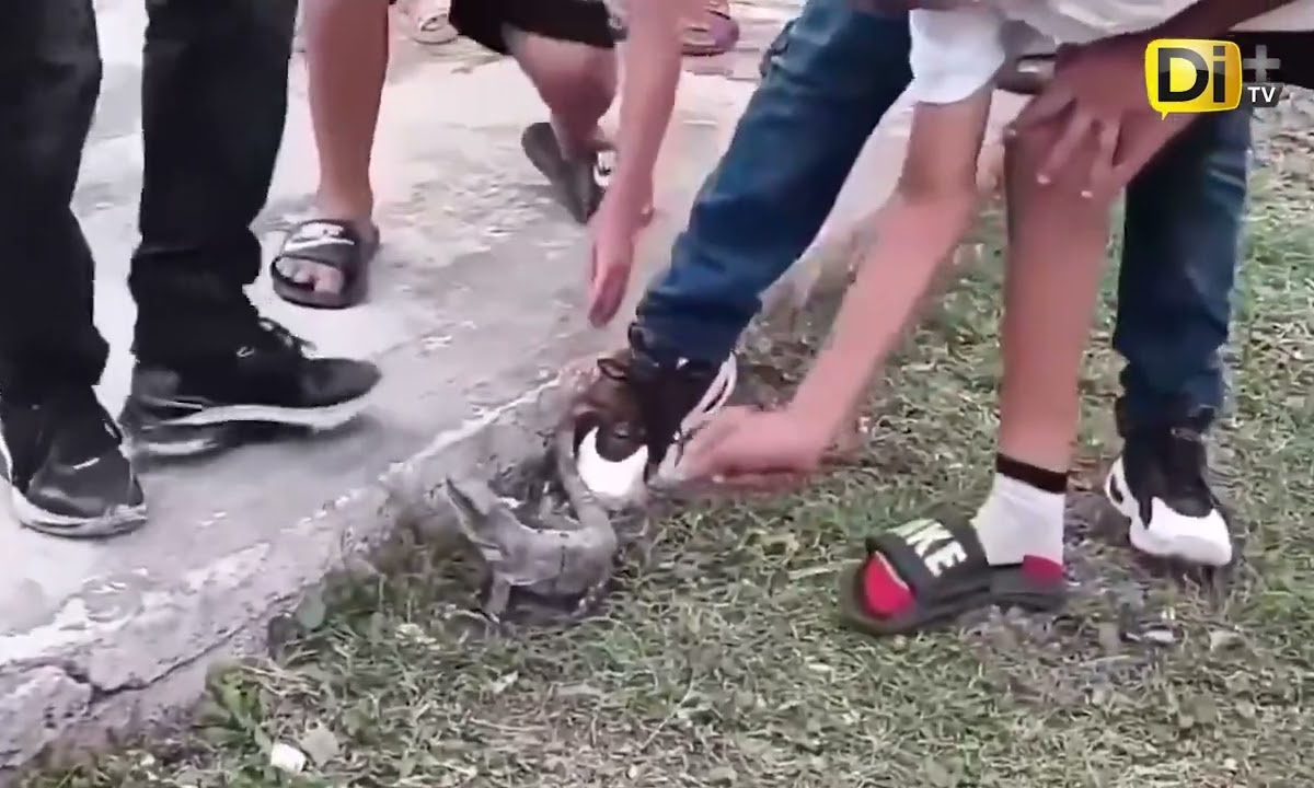 USAN ANIMALES COMO PIÑATA POR “TRADICIÓN” EN CAMPECHE