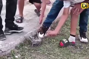 USAN ANIMALES COMO PIÑATA POR “TRADICIÓN” EN CAMPECHE