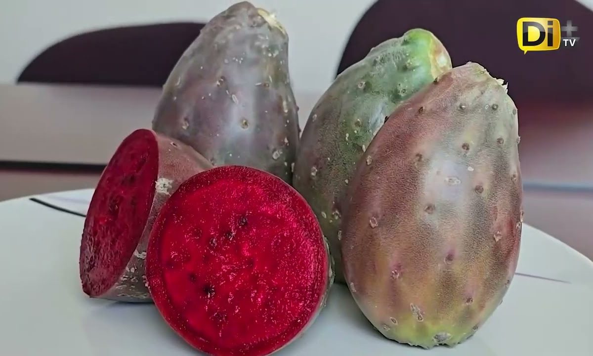 LA SIDRA DE HUEJOTZINGO YA ESTÁ PROTEGIDA ANTE EL IMPI