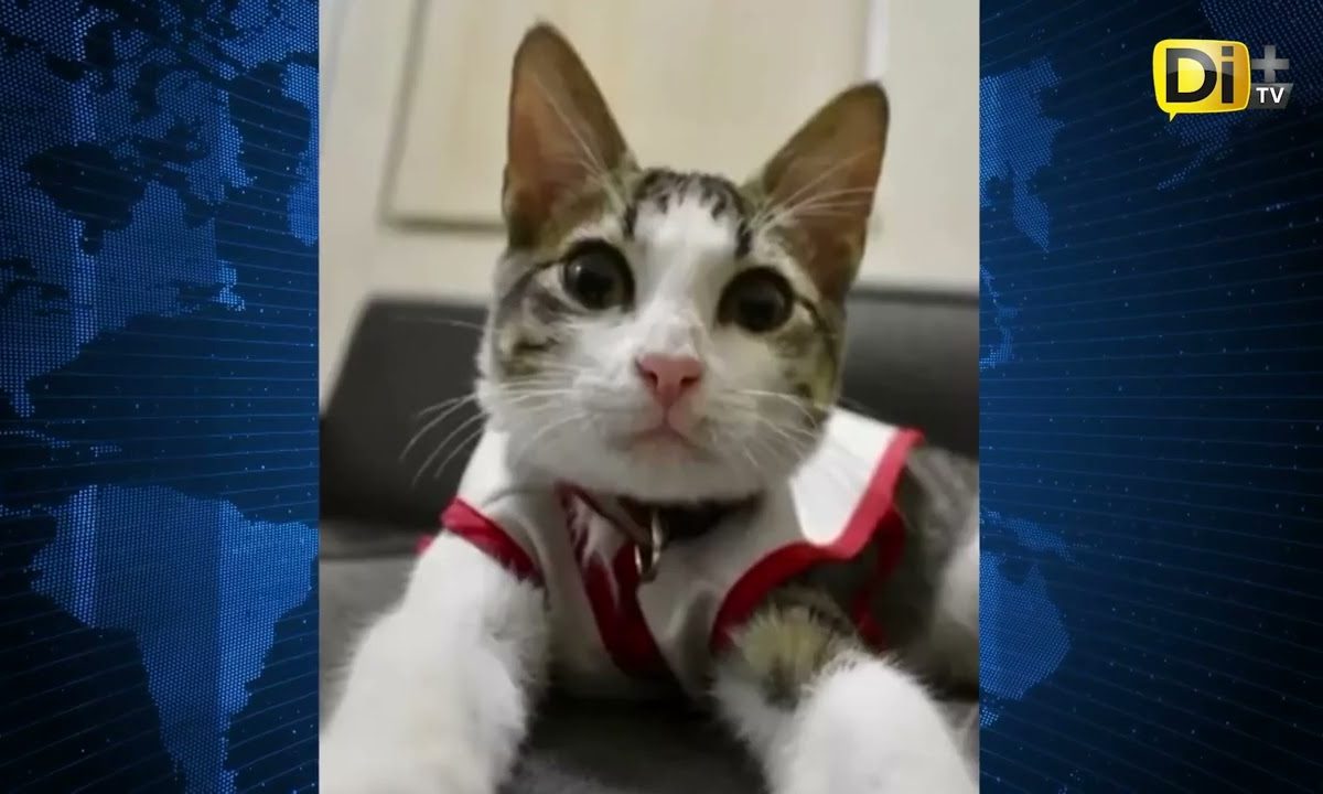CONOCE A “URGENCIO” EL GATITO QUE TRABAJA EN LA CRUZ ROJA ⛑️ DE TAMAULIPAS