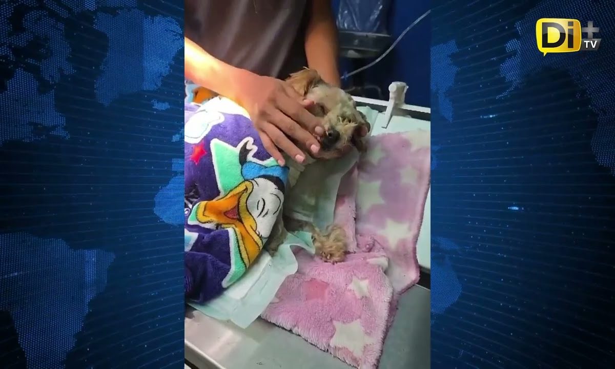 PERRITA “CEREZA” SOBREVIVE A LA EXPLOSIÓN DE LA PIPA DE GAS