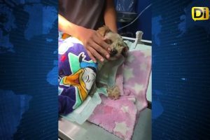 PERRITA “CEREZA” SOBREVIVE A LA EXPLOSIÓN DE LA PIPA DE GAS
