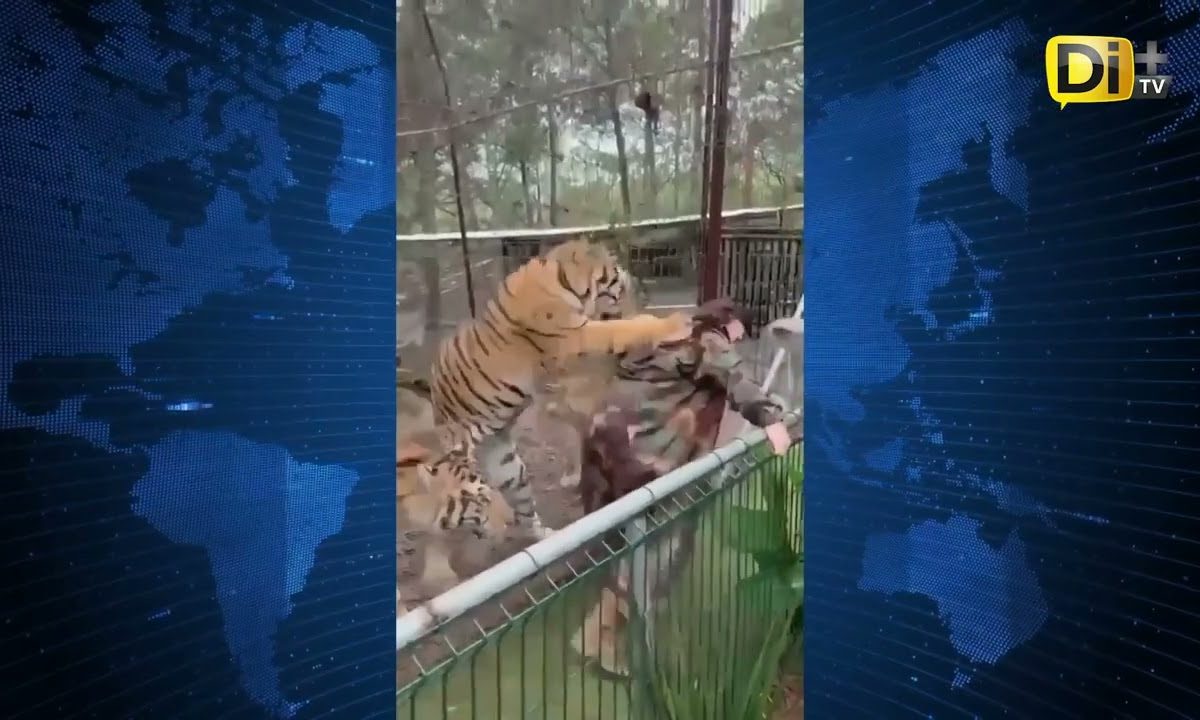 TIGRE ATACA POR LA ESPALDA A CUIDADORA EN ZOOLÓGICO DE JALISCO