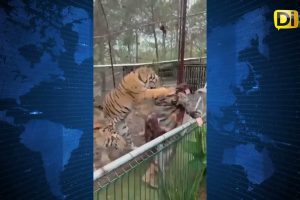 TIGRE ATACA POR LA ESPALDA A CUIDADORA EN ZOOLÓGICO DE JALISCO
