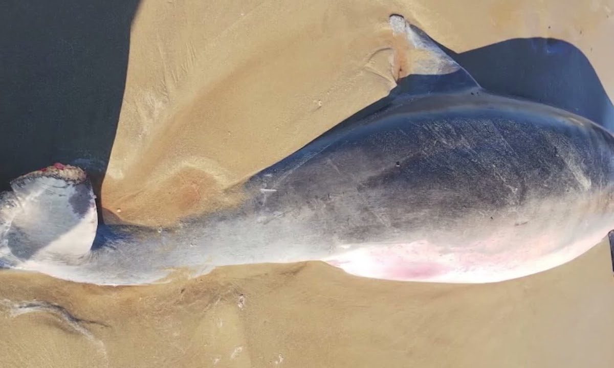DENUNCIAN MUERTE DE DELFINES POR BASURA ESPACIAL EN TAMAULIPAS