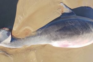 DENUNCIAN MUERTE DE DELFINES POR BASURA ESPACIAL EN TAMAULIPAS