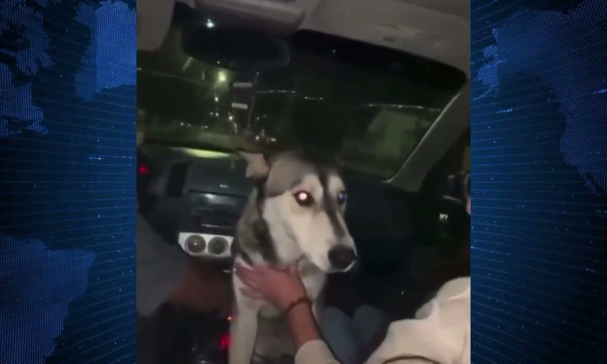 SE HACEN LOS “CHISTOSOS” Y ALCOHOLIZAN A PERRITA CALLEJERA EN CHIHUAHUA