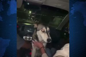 SE HACEN LOS “CHISTOSOS” Y ALCOHOLIZAN A PERRITA CALLEJERA EN CHIHUAHUA