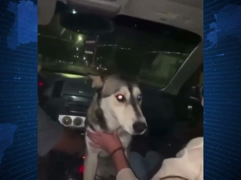 SE HACEN LOS “CHISTOSOS” Y ALCOHOLIZAN A PERRITA CALLEJERA EN CHIHUAHUA