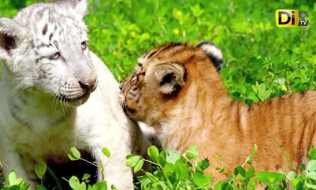 NACEN DOS TIGRESAS ÚNICAS EN NICARAGUA