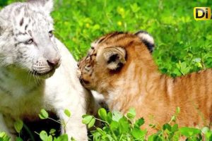 NACEN DOS TIGRESAS ÚNICAS EN NICARAGUA