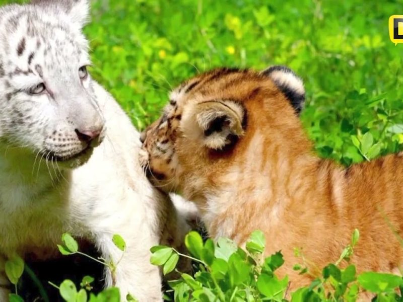 NACEN DOS TIGRESAS ÚNICAS EN NICARAGUA