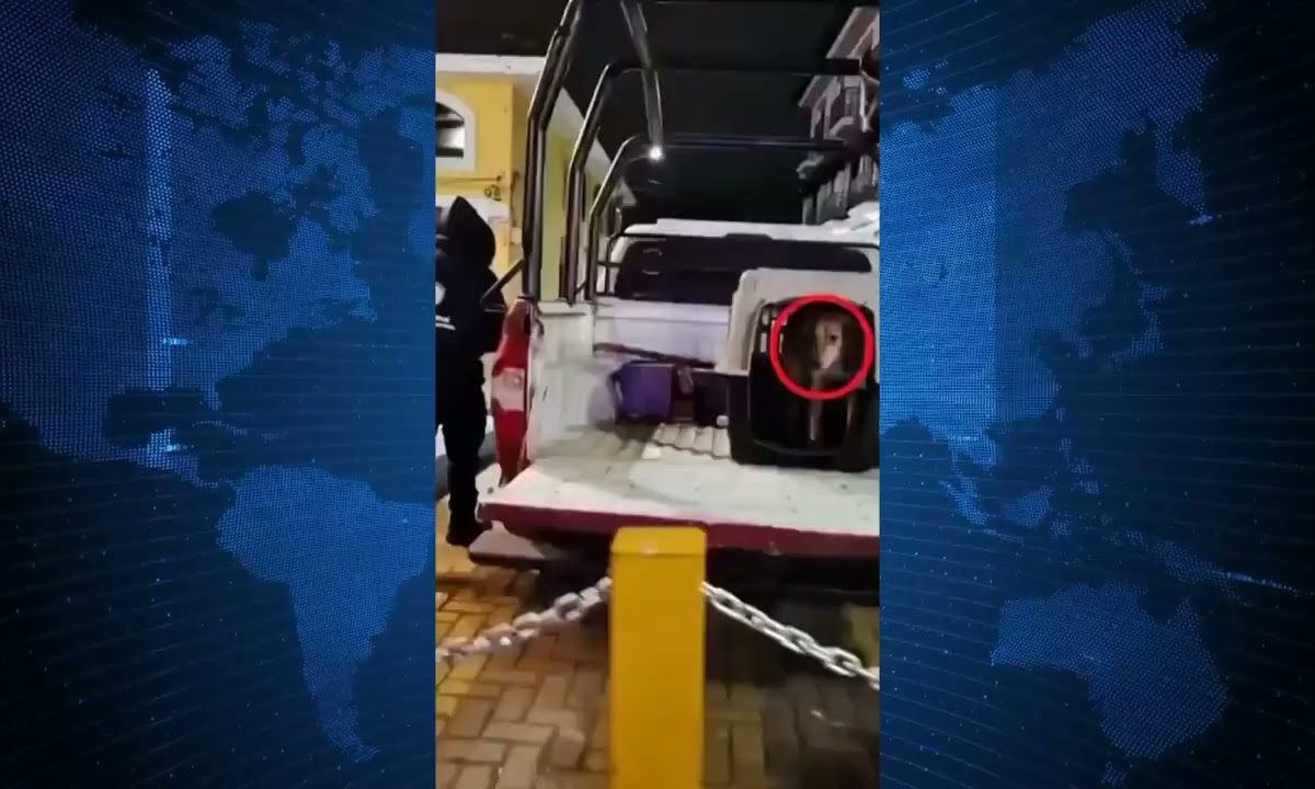 POLÉMICA EN CHIGNAHUAPAN POR RETIRO DE PERROS CALLEJEROS