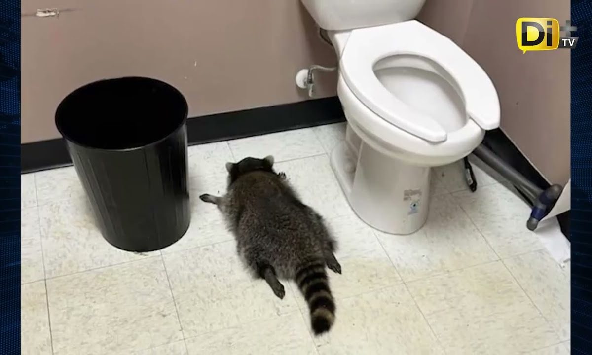 CAPTURAN A UN MAPACHE “BORRACHO” EN UNA TIENDA DE VIRGINIA