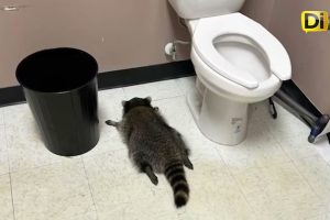 CAPTURAN A UN MAPACHE “BORRACHO” EN UNA TIENDA DE VIRGINIA