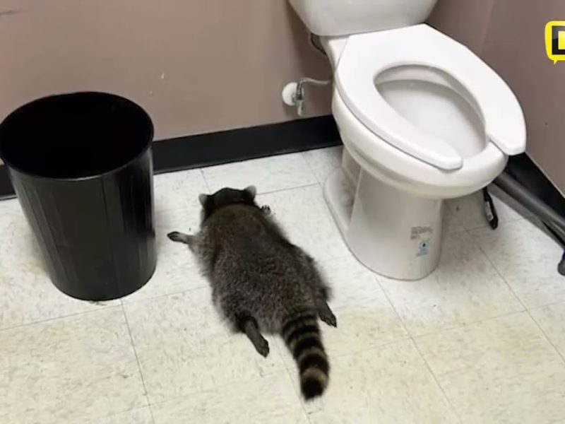 CAPTURAN A UN MAPACHE “BORRACHO” EN UNA TIENDA DE VIRGINIA