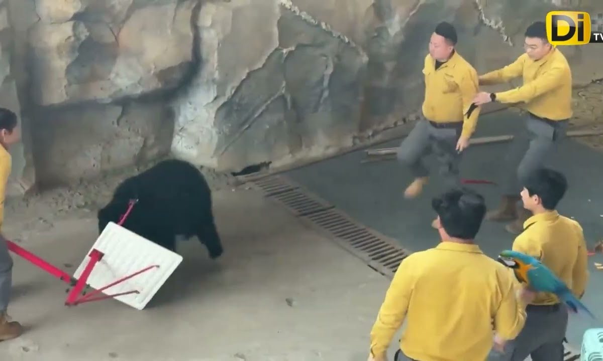 4T4C4 OSO A CUIDADOR EN PLENO SHOW DE ZOOLÓGICO