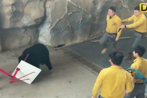 4T4C4 OSO A CUIDADOR EN PLENO SHOW DE ZOOLÓGICO