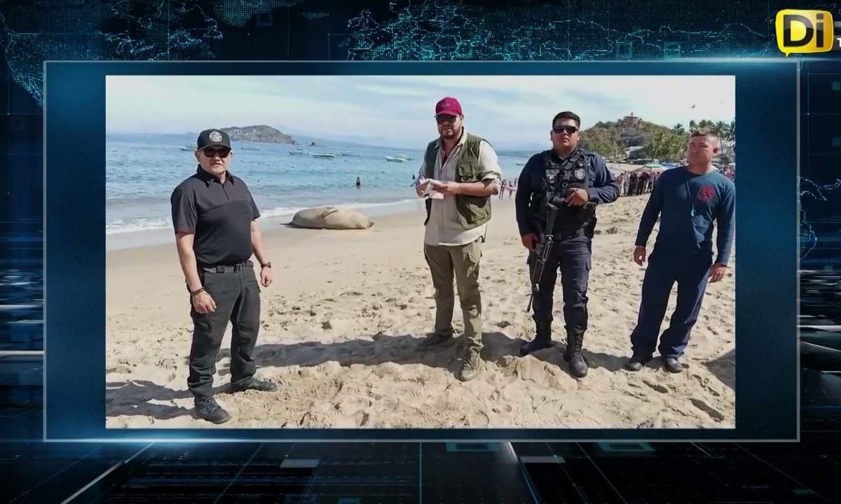 UN ELEFANTE MARINO CAUTIVÓ A TODO NAYARIT#VideoViral