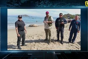 UN ELEFANTE MARINO CAUTIVÓ A TODO NAYARIT#VideoViral