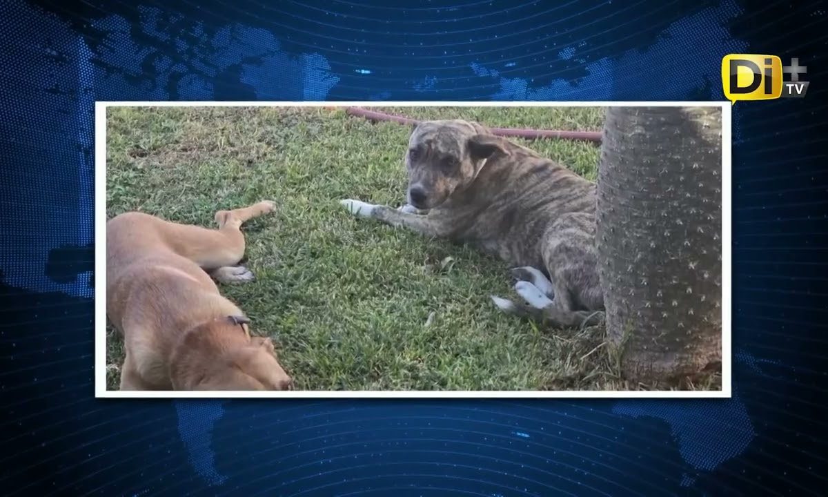 ¡INDIGNACIÓN EN TEHUACÁN! ¿DÓNDE ESTÁN LOS PERROS DEL CBTis 229?