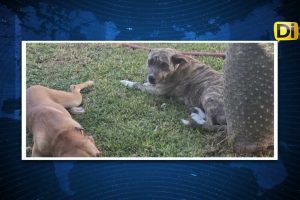 ¡INDIGNACIÓN EN TEHUACÁN! ¿DÓNDE ESTÁN LOS PERROS DEL CBTis 229?