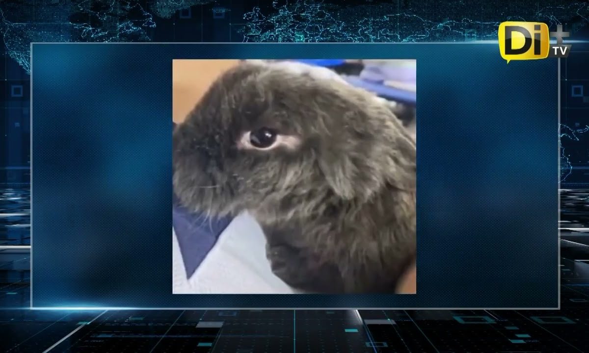 INVESTIGAN AL INSTITUTO LA PAZ POR MALTRATO ANIMAL
