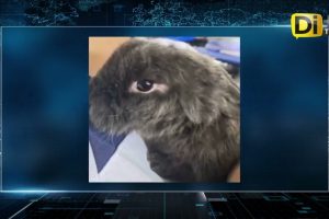 INVESTIGAN AL INSTITUTO LA PAZ POR MALTRATO ANIMAL